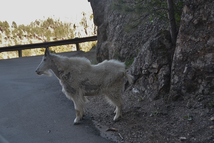 mountain goat